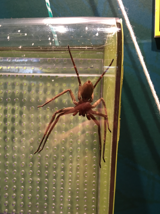 アシダカグモ。成長すると100〜130mm、脚を広げると大人の手のひらほどにもなる大型の蜘蛛である。