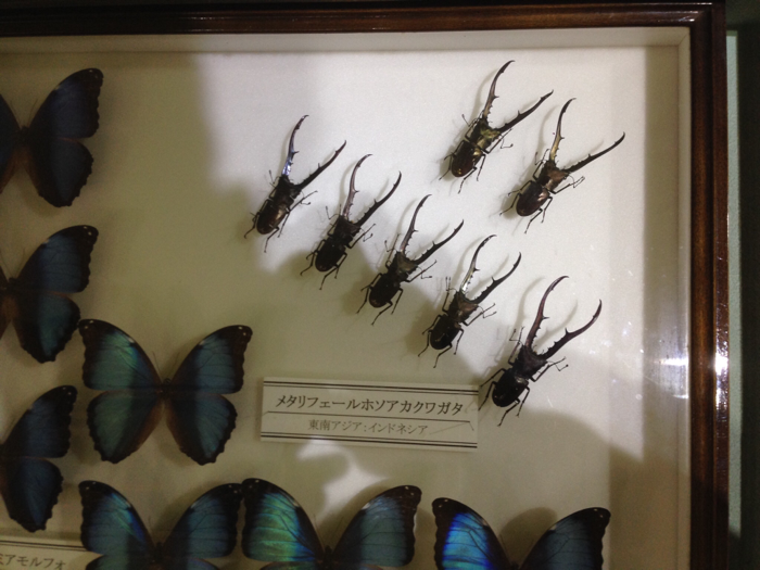 メタリフェールホソアカクワガタの標本。としまえんのもり昆虫館所蔵。
