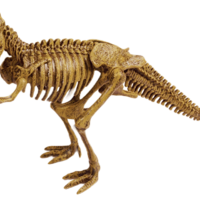 ティラノサウルス
恐竜発掘セット(組立)
株式会社ヤマサン