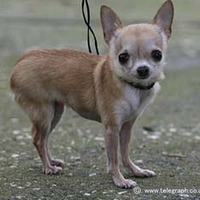 「世界一小さい犬・体長部門」のギネス記録保持犬。2005年の計測では、鼻先からしっぽの先までの体長が15.2センチメートル、体重が900グラムでした。